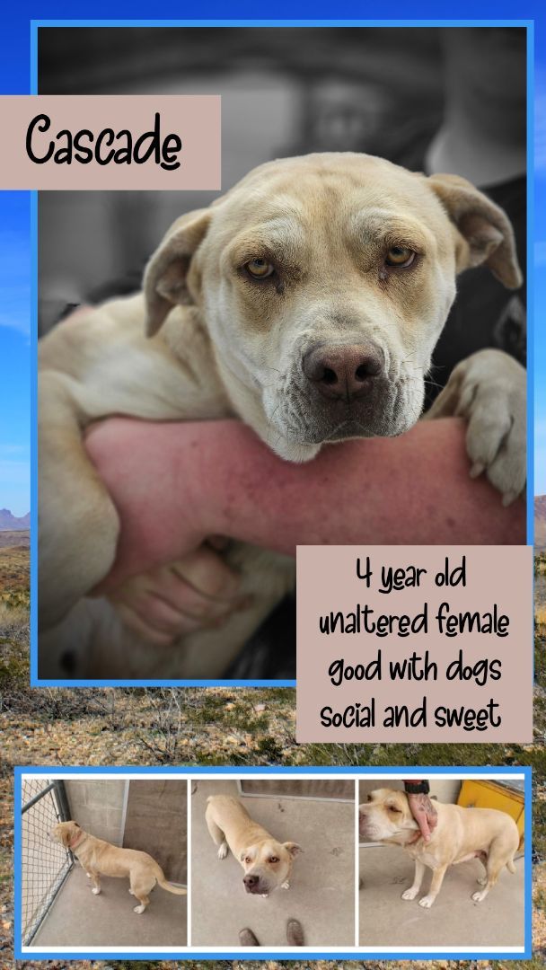 Enlarge Cascade, a Adoptable mixed breed in Kermit, TX image 1/1