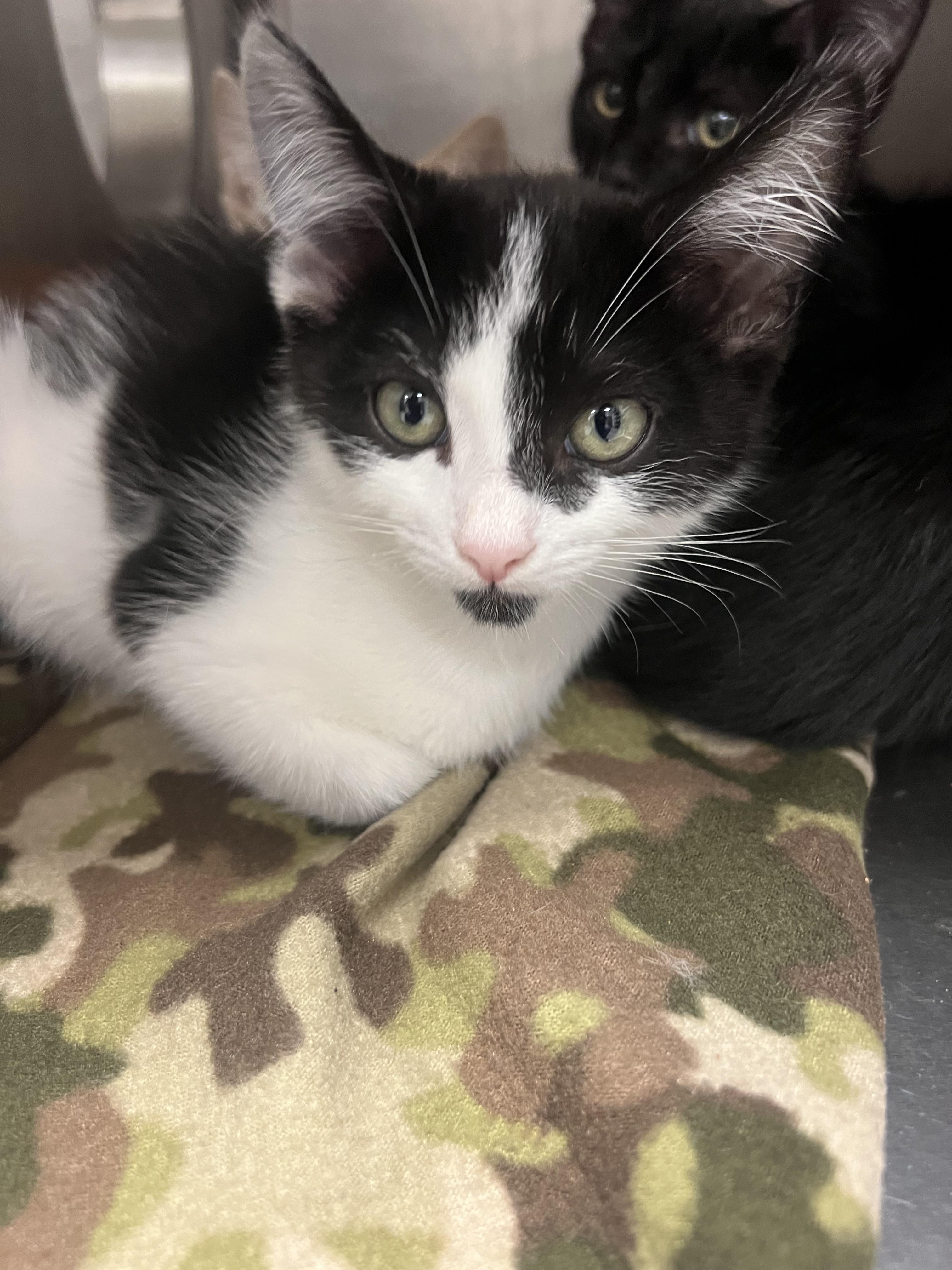 Chalupa, Adoptable, Kitten Male Domestic Short Hair.