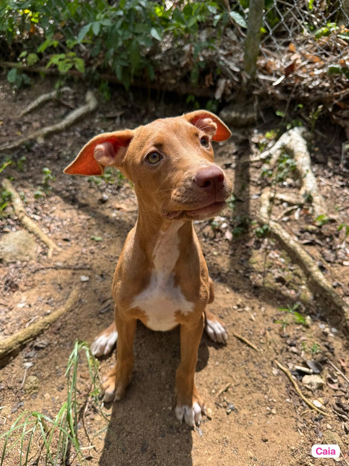Caia, Adopted, Puppy Female Labrador Retriever.