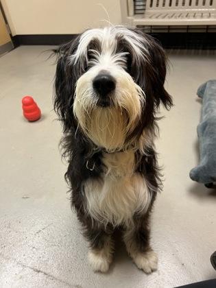 Enlarge Rya, an adoptable mixed breed in Bellingham, WA image 4/4