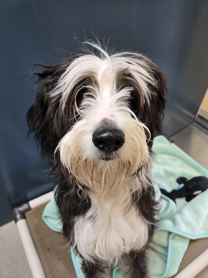 Enlarge Rya, an adoptable mixed breed in Bellingham, WA image 3/4