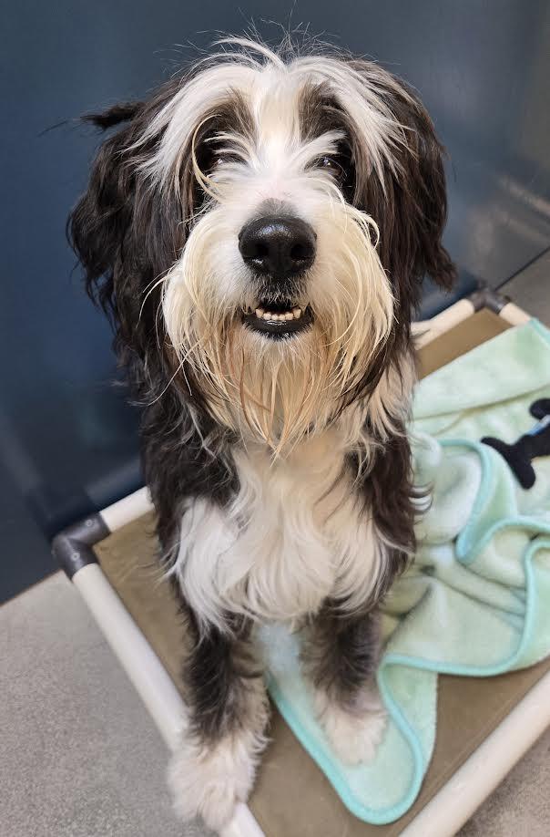 Rya, adoptable, Young Female Standard Poodle.