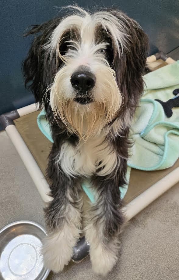 Enlarge Rya, an adoptable mixed breed in Bellingham, WA image 2/4