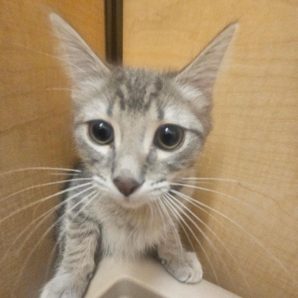 Blackberry, Adoptable, Kitten Female Domestic Short Hair.