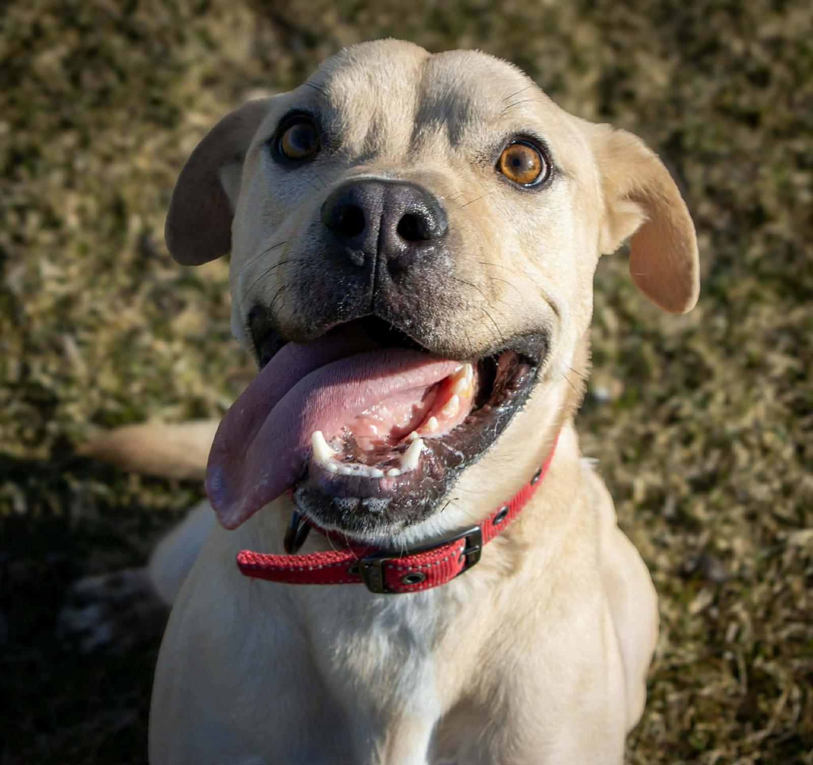 Enlarge Rocky (sponsored fee), a Adoptable mixed breed in Austin, MN image 1/3