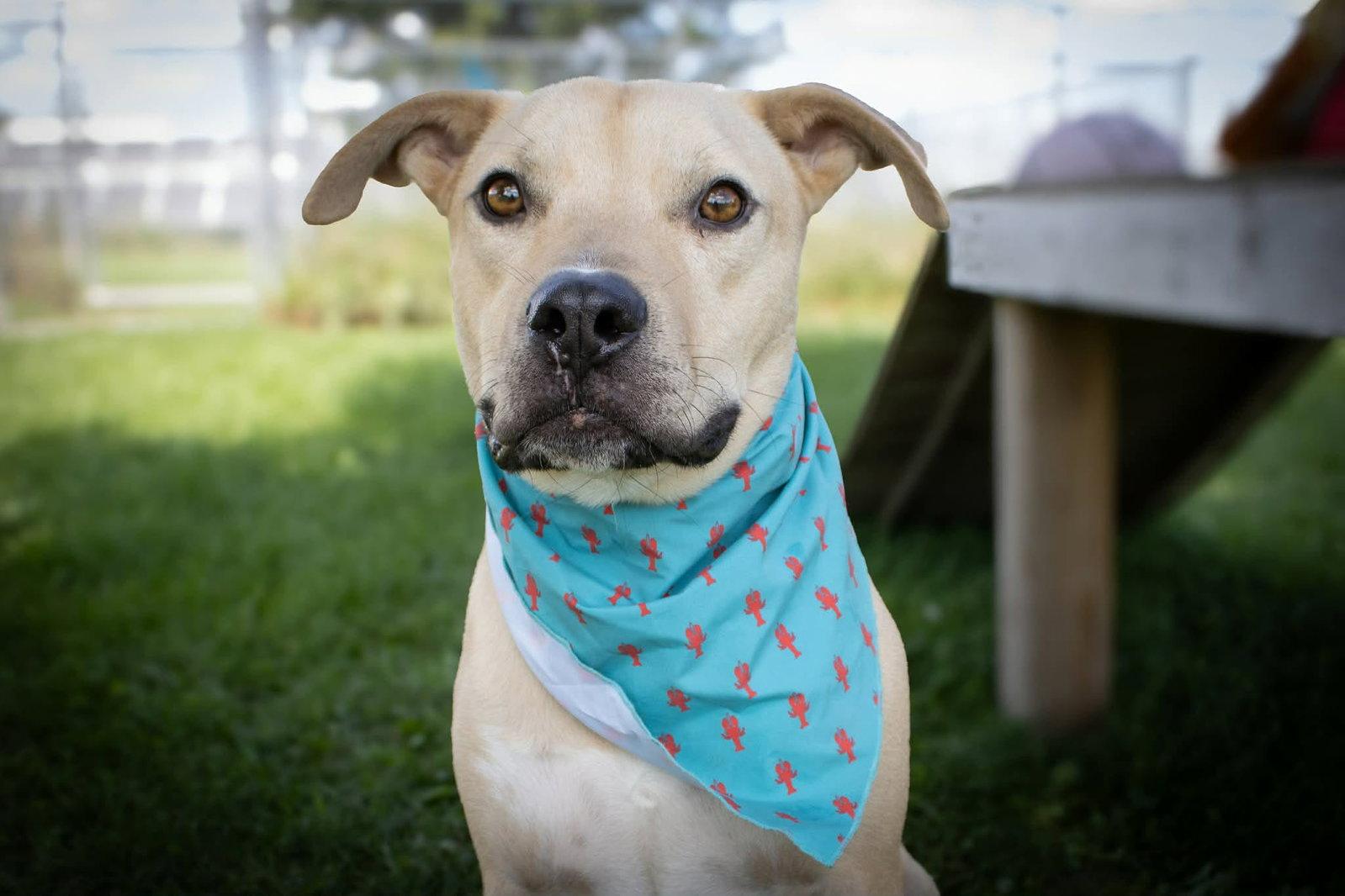 Enlarge Rocky (sponsored fee), a Adoptable mixed breed in Austin, MN image 2/3