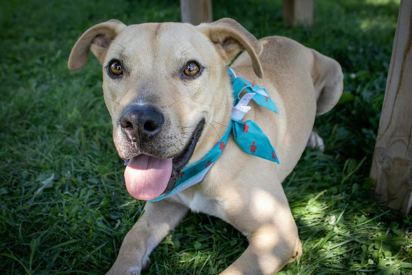 Enlarge Rocky (sponsored fee), a Adoptable mixed breed in Austin, MN image 3/3