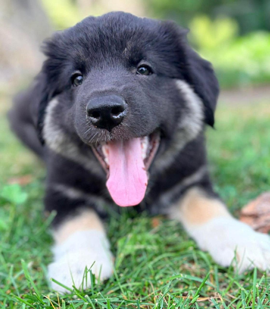 Enlarge BROCCOLI, a Adoptable mixed breed in Minesing, ON image 1/3