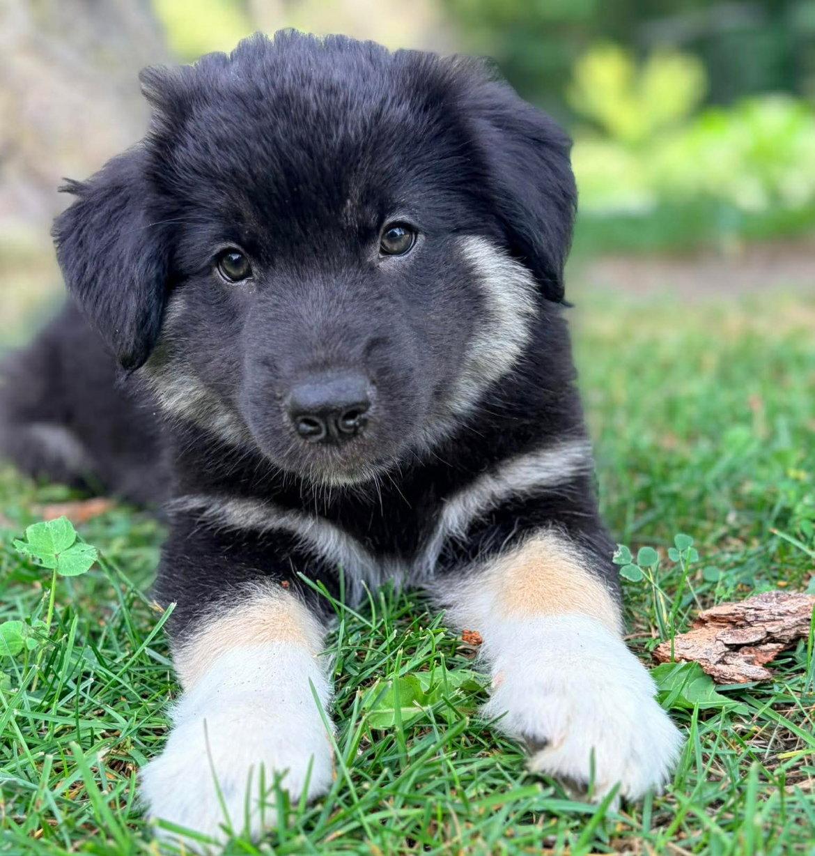 Enlarge BROCCOLI, a Adoptable mixed breed in Minesing, ON image 2/3