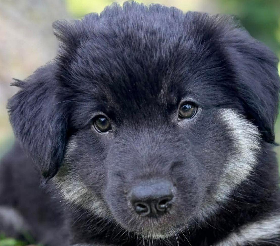 Enlarge BROCCOLI, a Adoptable mixed breed in Minesing, ON image 3/3