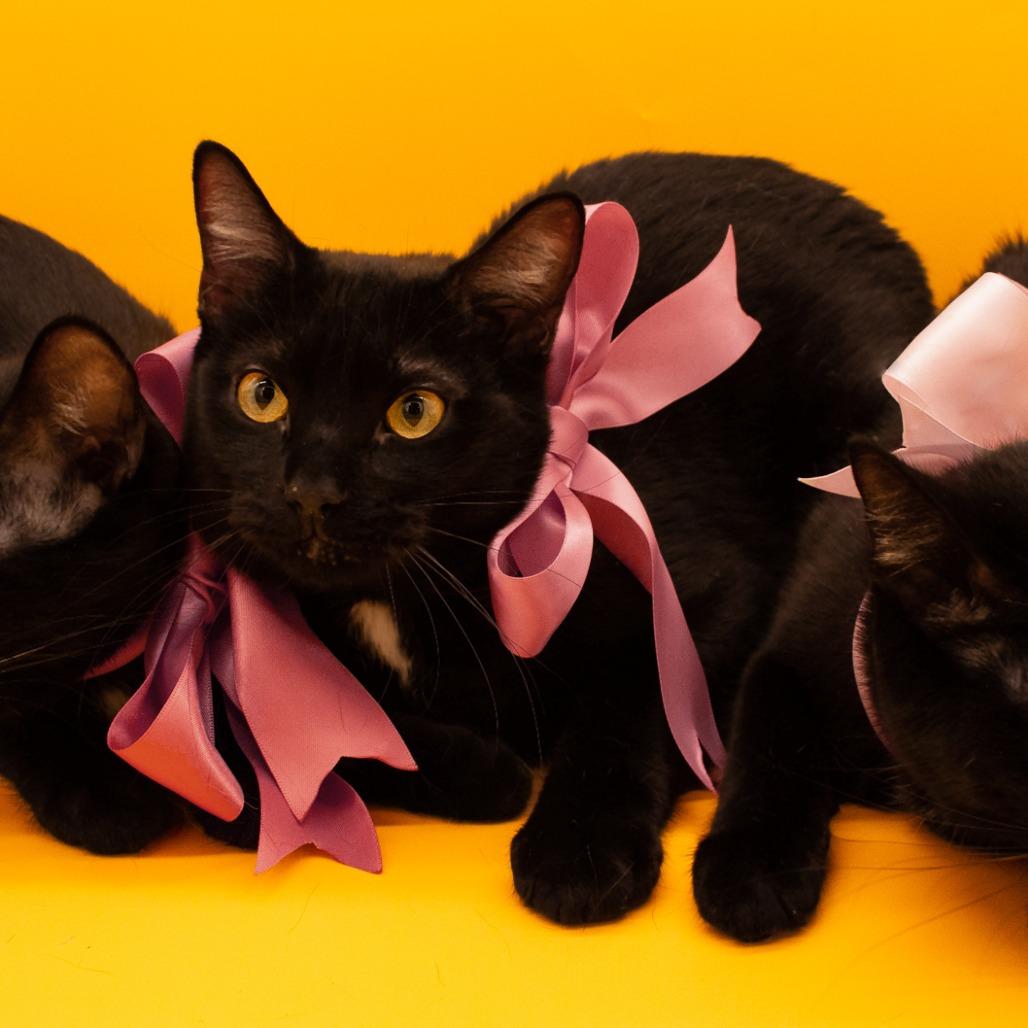 Darrin, Adoptable, Young Male Domestic Short Hair.