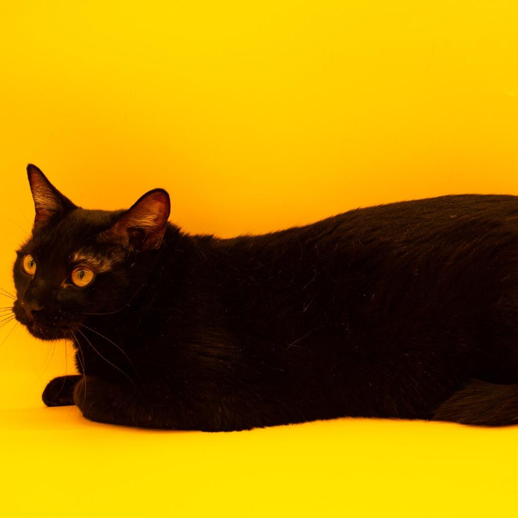 Enlarge Darrin, a Adoptable Domestic Short Hair in Plainfield, IL image 2/6