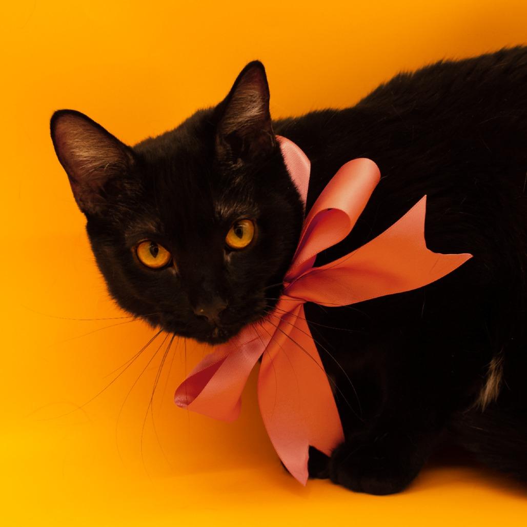 Enlarge Darrin, a Adoptable Domestic Short Hair in Plainfield, IL image 4/6