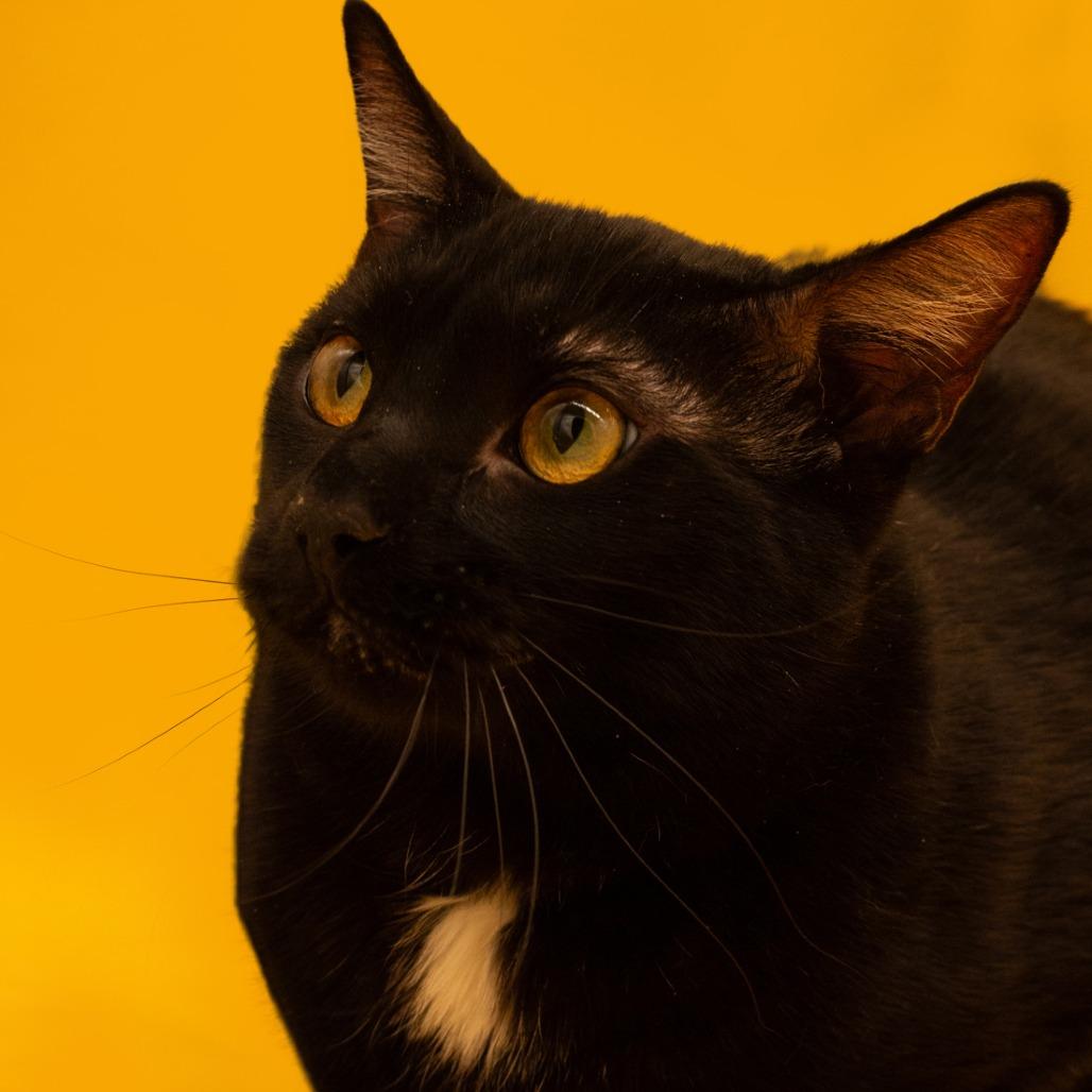 Enlarge Darrin, a Adoptable Domestic Short Hair in Plainfield, IL image 5/6