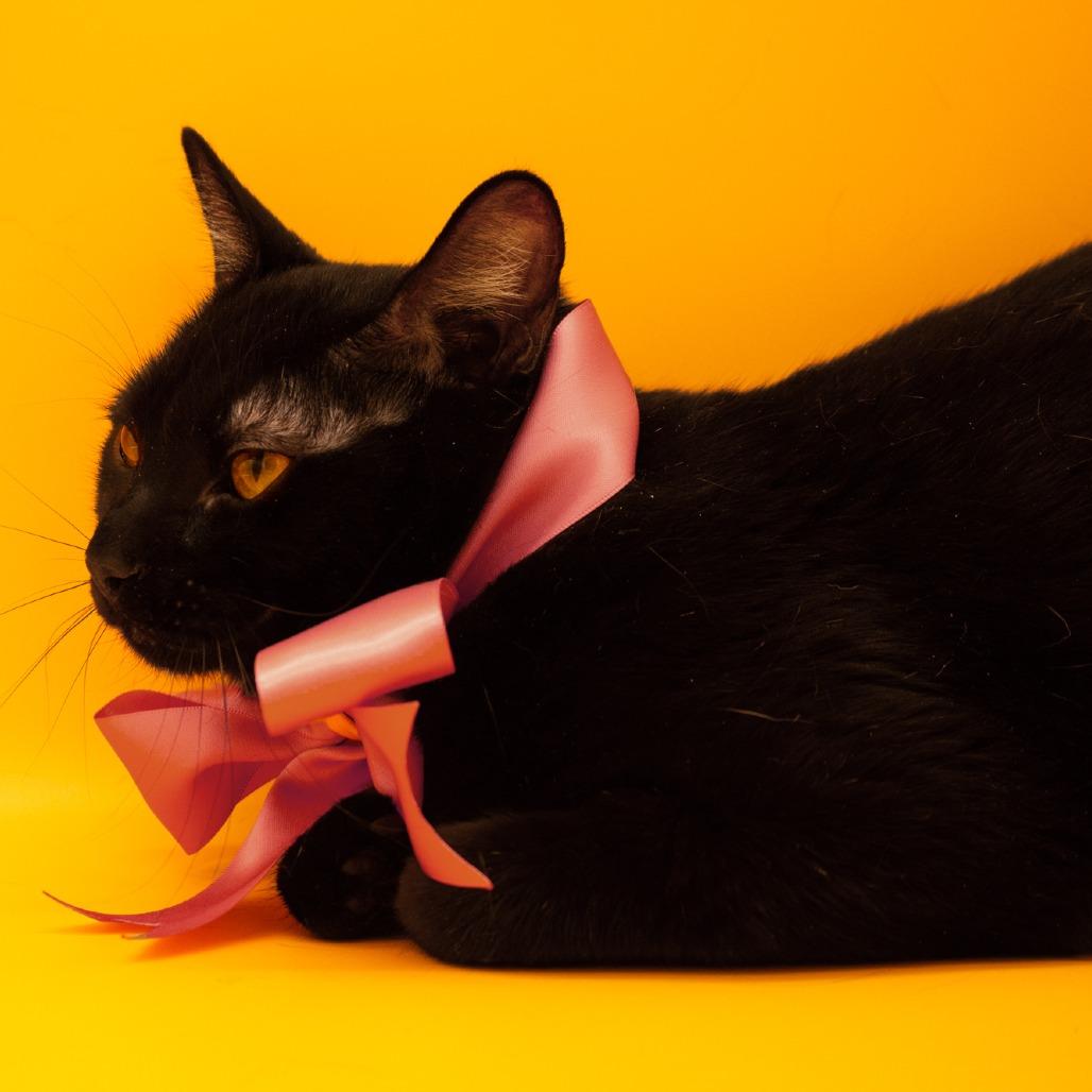 Enlarge Darrin, a Adoptable Domestic Short Hair in Plainfield, IL image 6/6