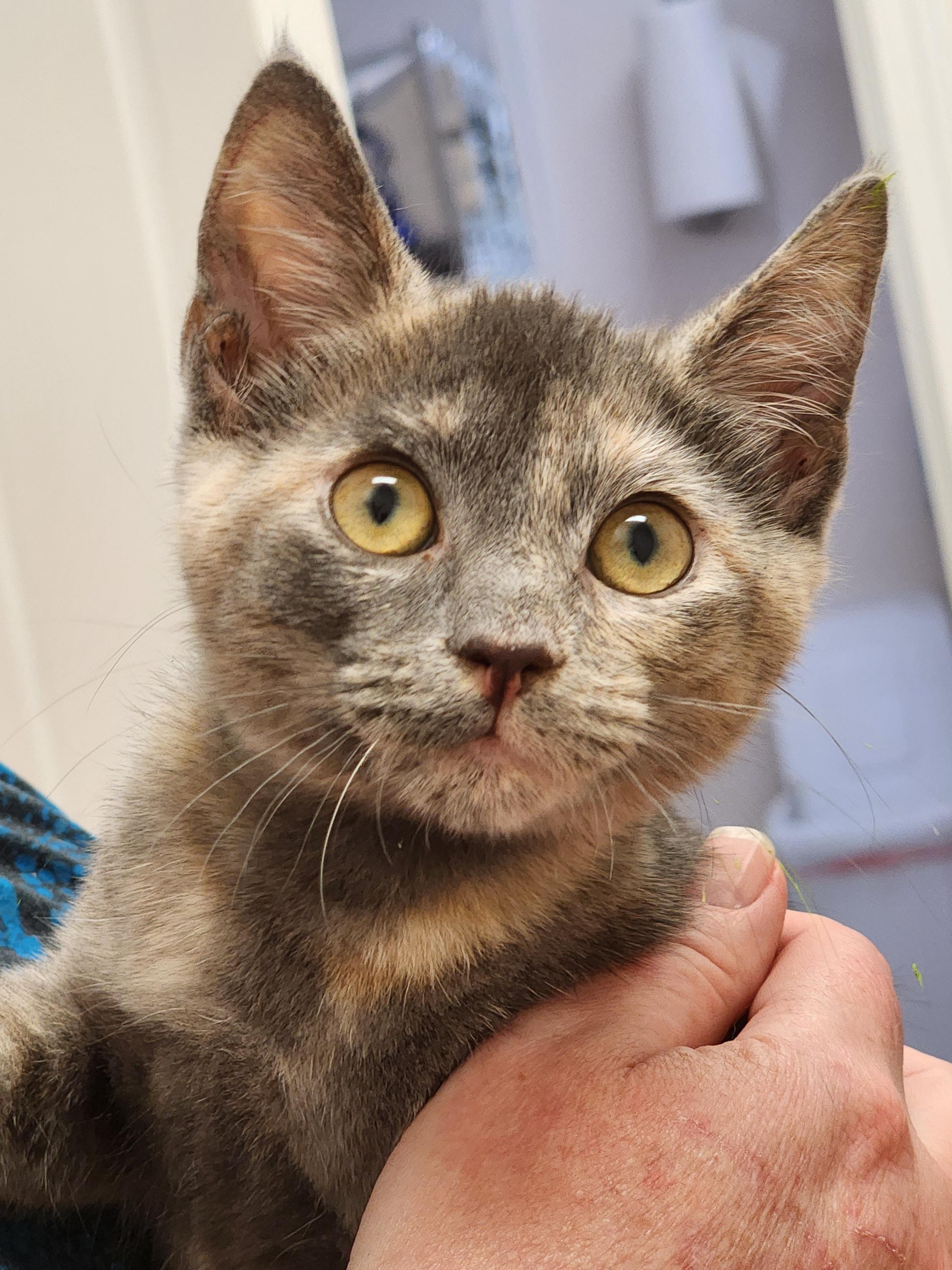 Enlarge Cappuccino bonded with Latte, a Adoptable Dilute Tortoiseshell in Bristol, TN image 2/3