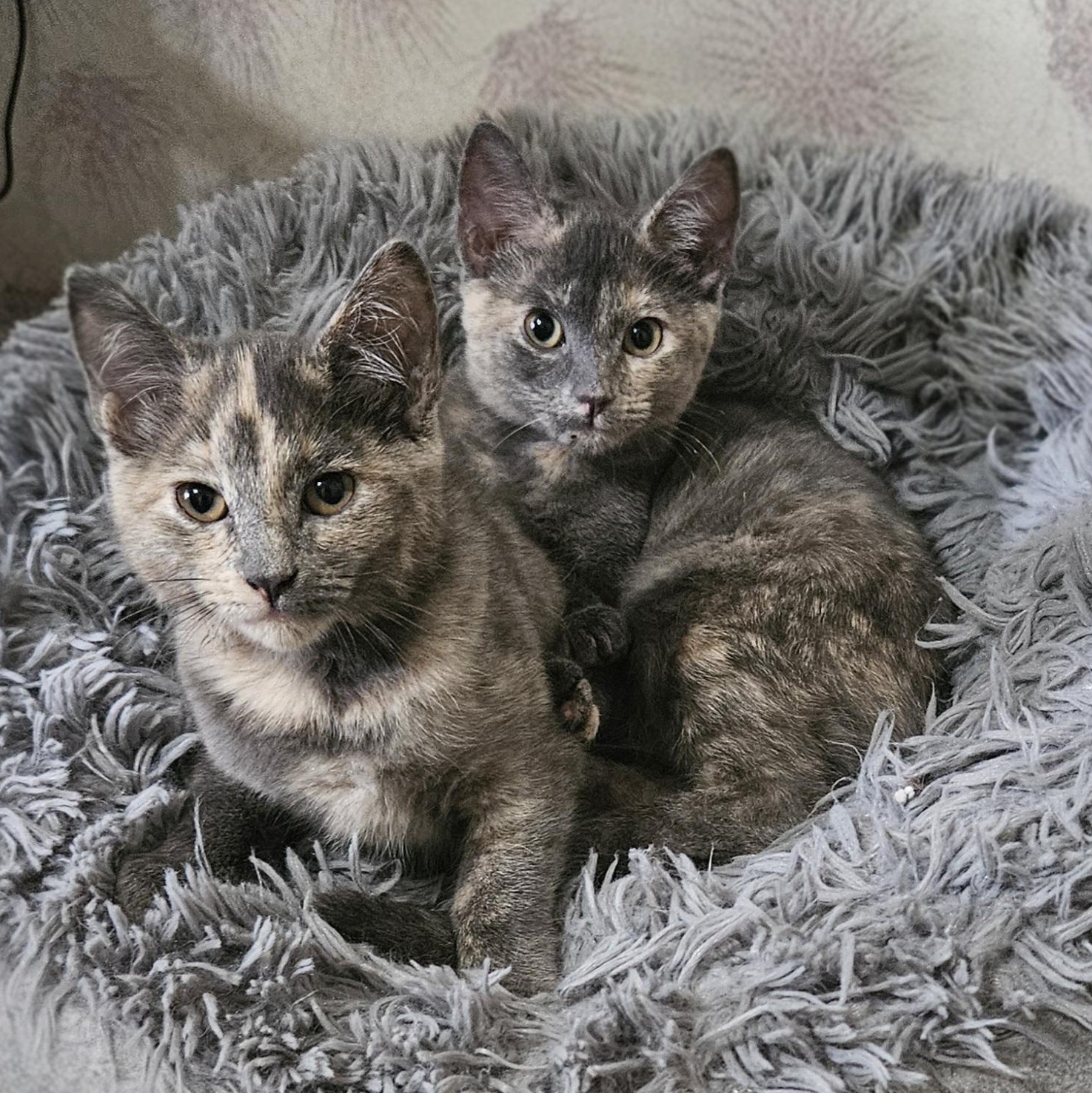 Enlarge Cappuccino bonded with Latte, a Adoptable Dilute Tortoiseshell in Bristol, TN image 3/3