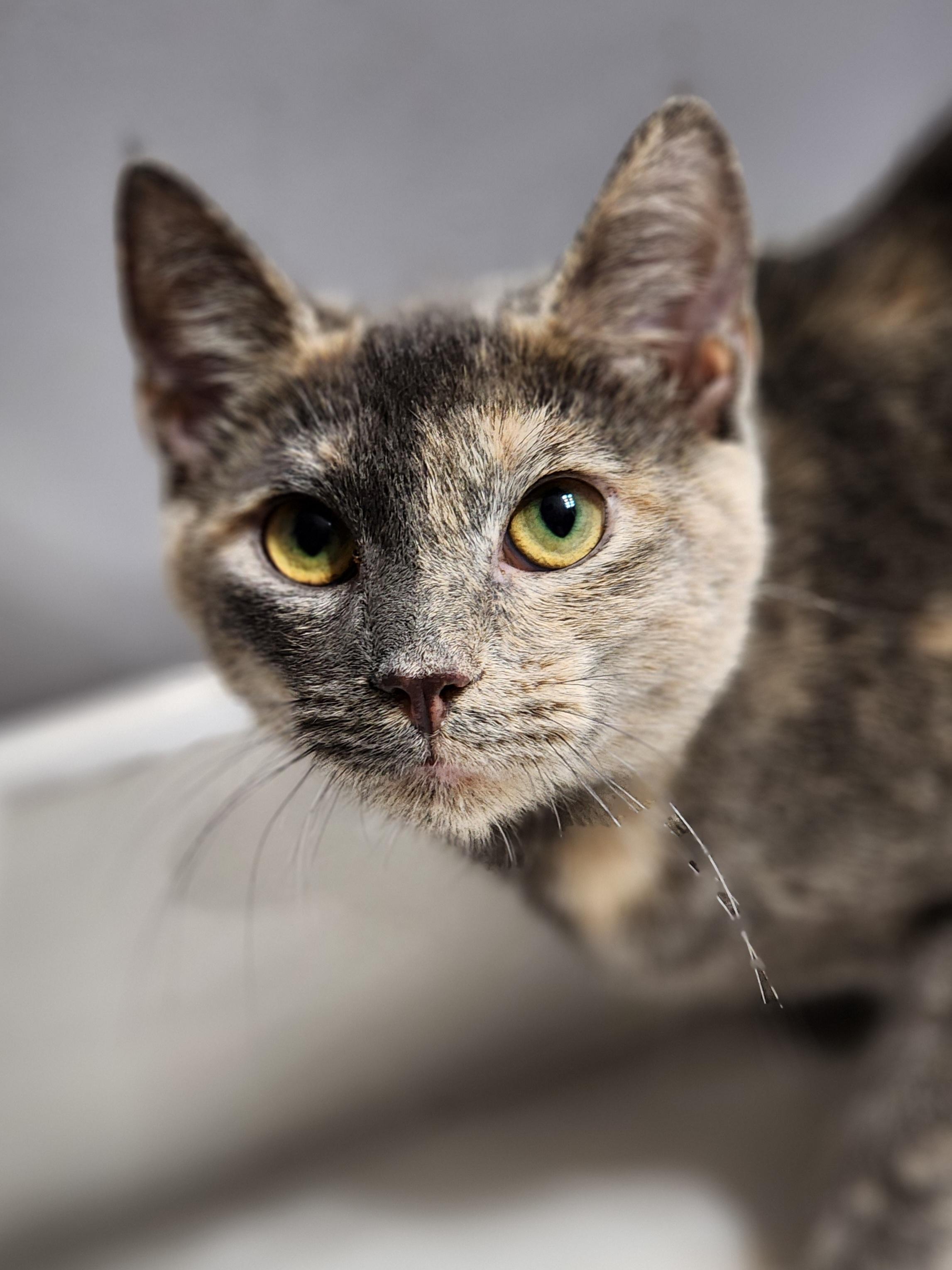 Enlarge Cappuccino bonded with Latte, a Adoptable Dilute Tortoiseshell in Bristol, TN image 1/3