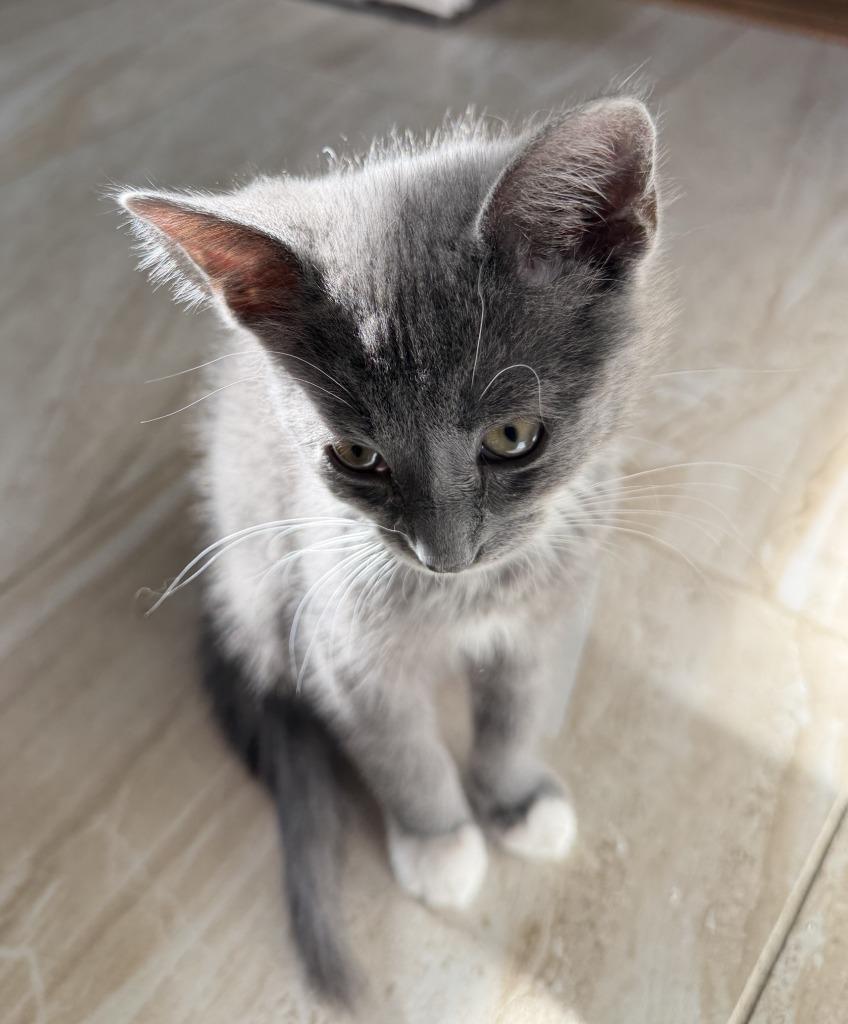 Pickles, Adoptable, Kitten Female Domestic Short Hair.