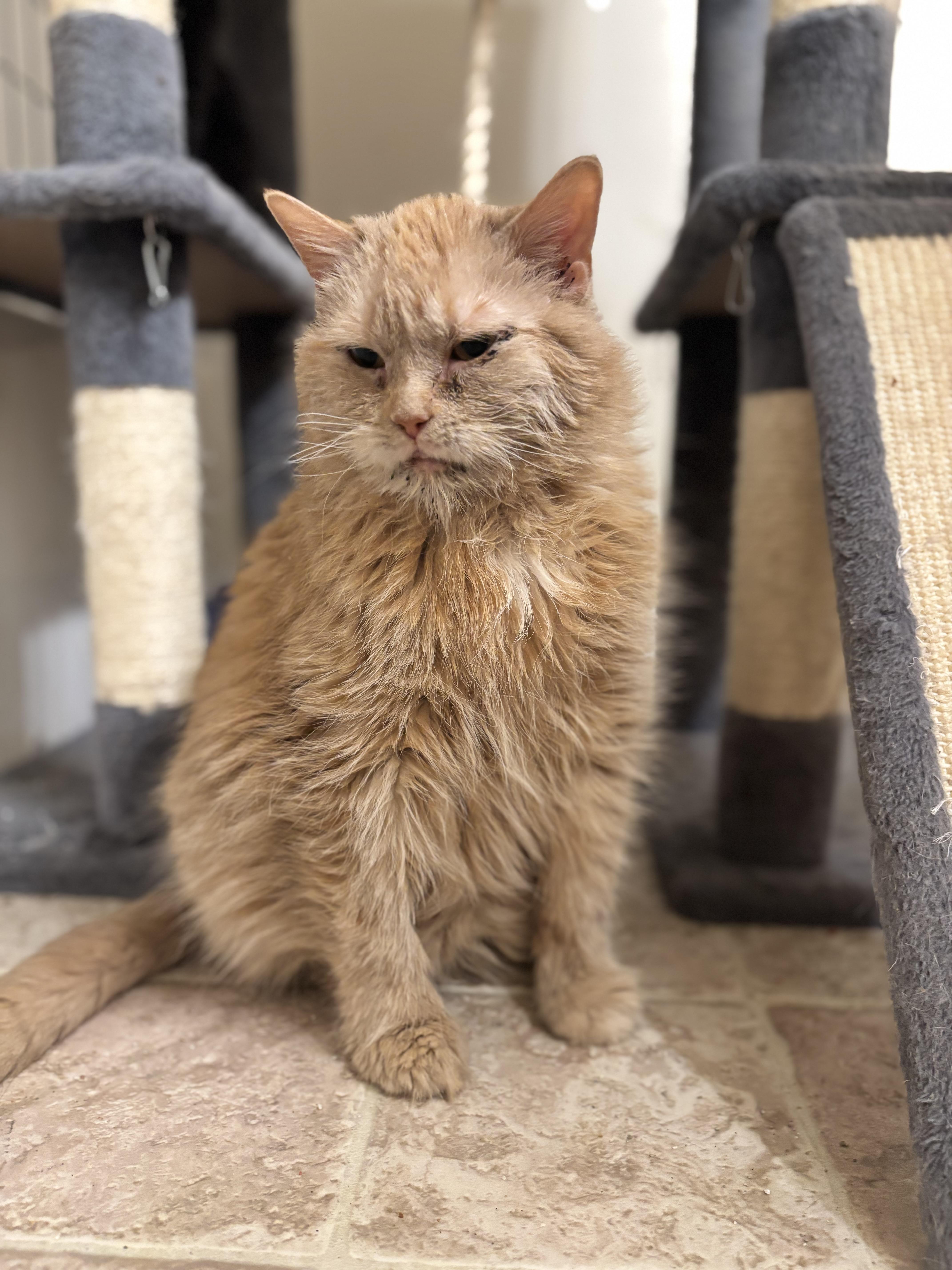 Cashmere, ADOPTABLE, Adult Male Domestic Medium Hair.