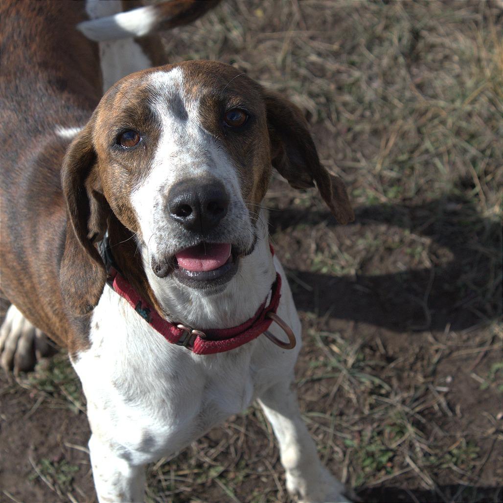 Enlarge Lany, a Adoptable Hound in Pagosa Springs, CO image 1/1