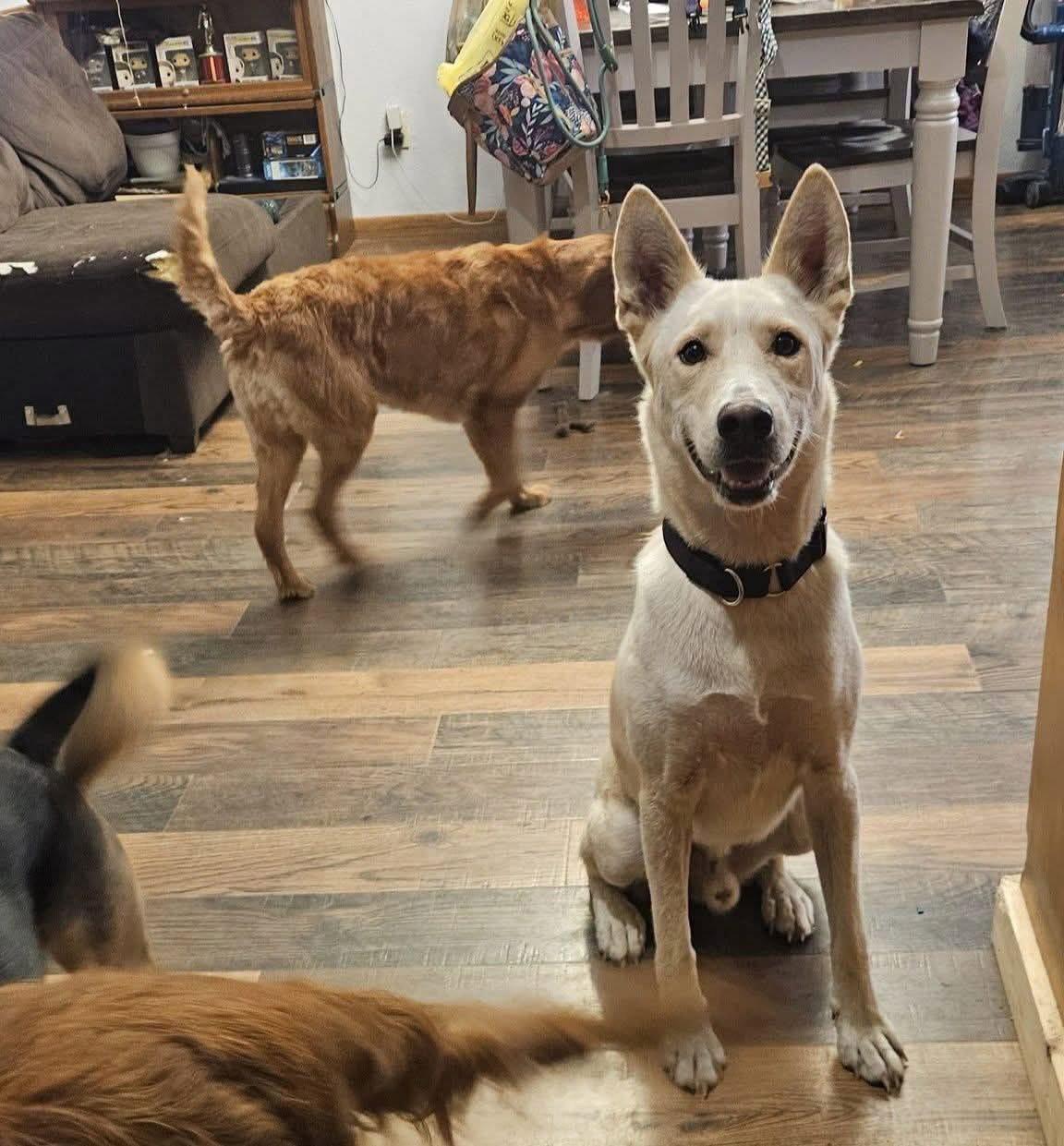 Bolt, Adoptable, Adult Male Siberian Husky.