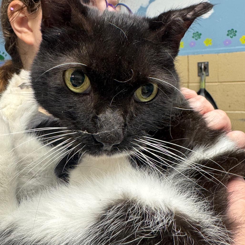 Leni, Adoptable, Adult Male Domestic Medium Hair.