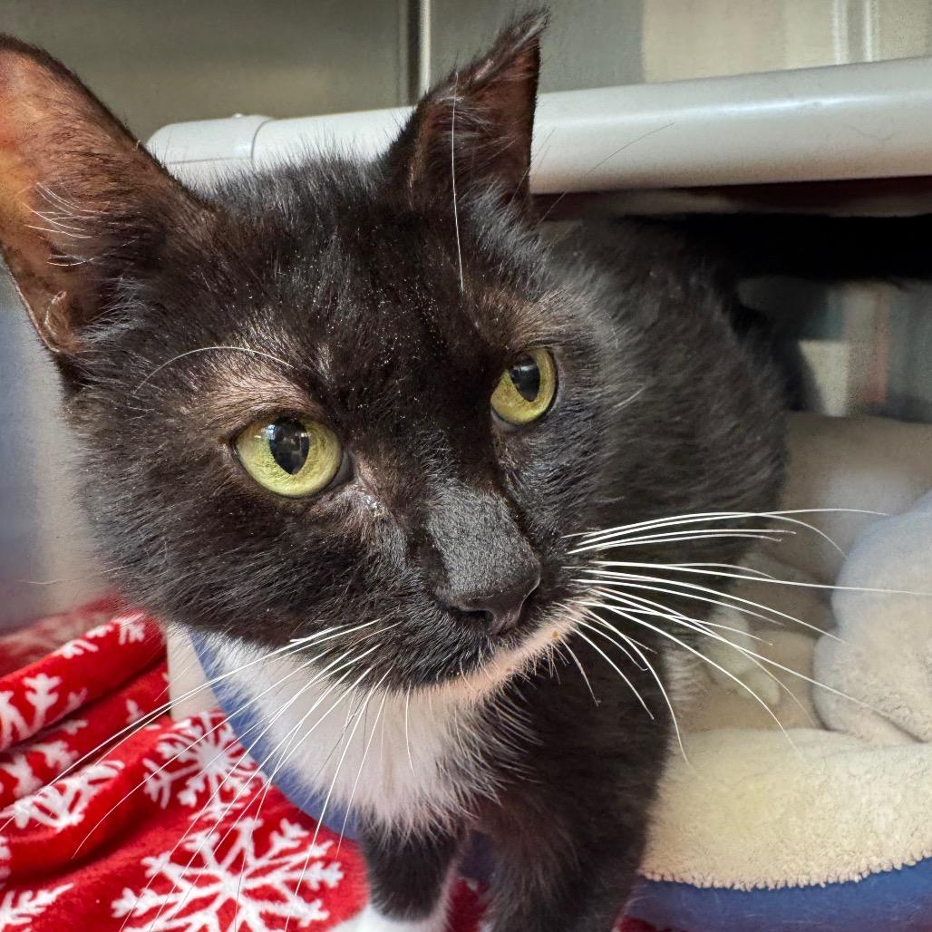 Enlarge Leni, a Adoptable Domestic Medium Hair in Perkiomenville, PA image 2/3