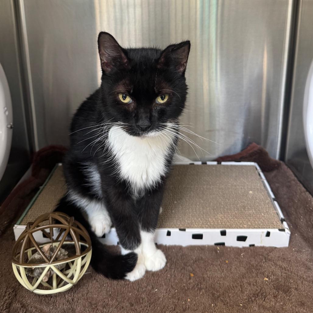 Enlarge Leni, a Adoptable Domestic Medium Hair in Perkiomenville, PA image 2/2