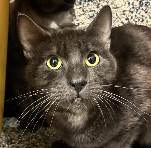 Flannel, a Adoptable mixed breed in Golden, CO image 2/2
