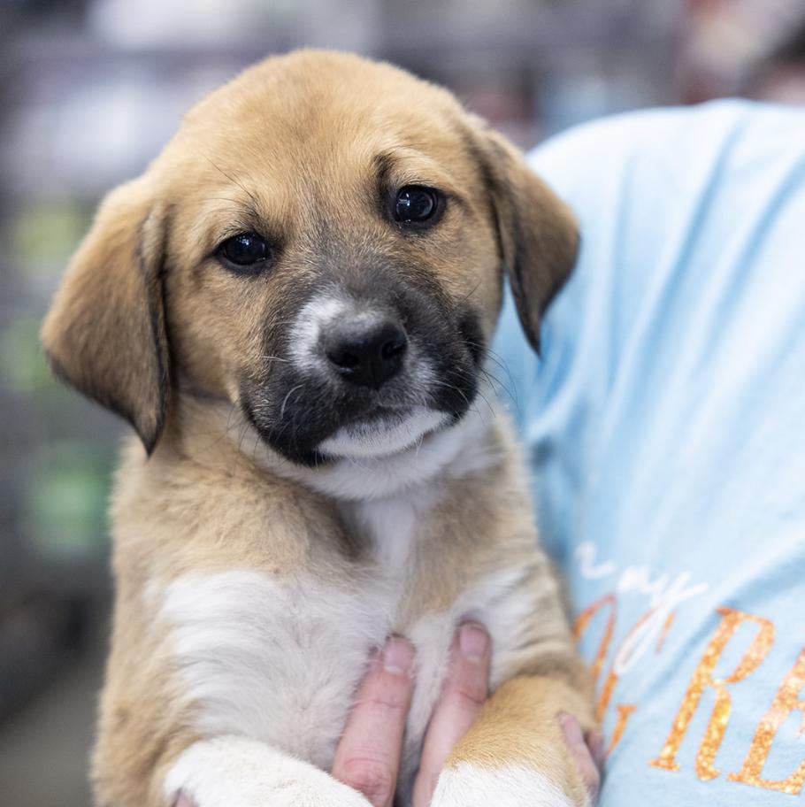 Enlarge Sam, a Adoptable mixed breed in Clovis, NM image 1/3