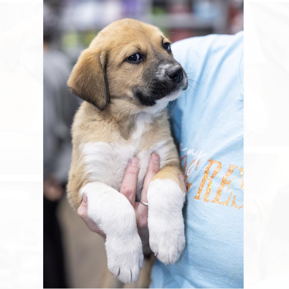 Enlarge Sam, a Adoptable mixed breed in Clovis, NM image 2/3