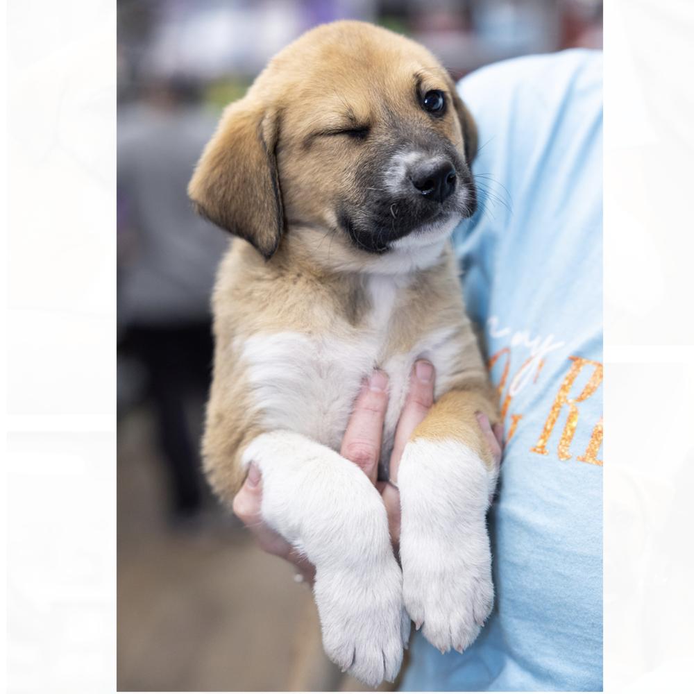 Enlarge Sam, a Adoptable mixed breed in Clovis, NM image 3/3