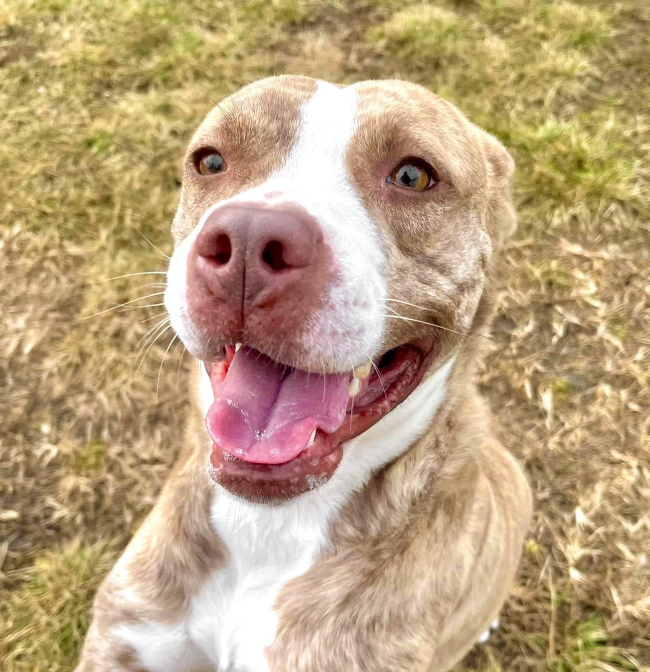 Rose- Needs a foster/forever home!