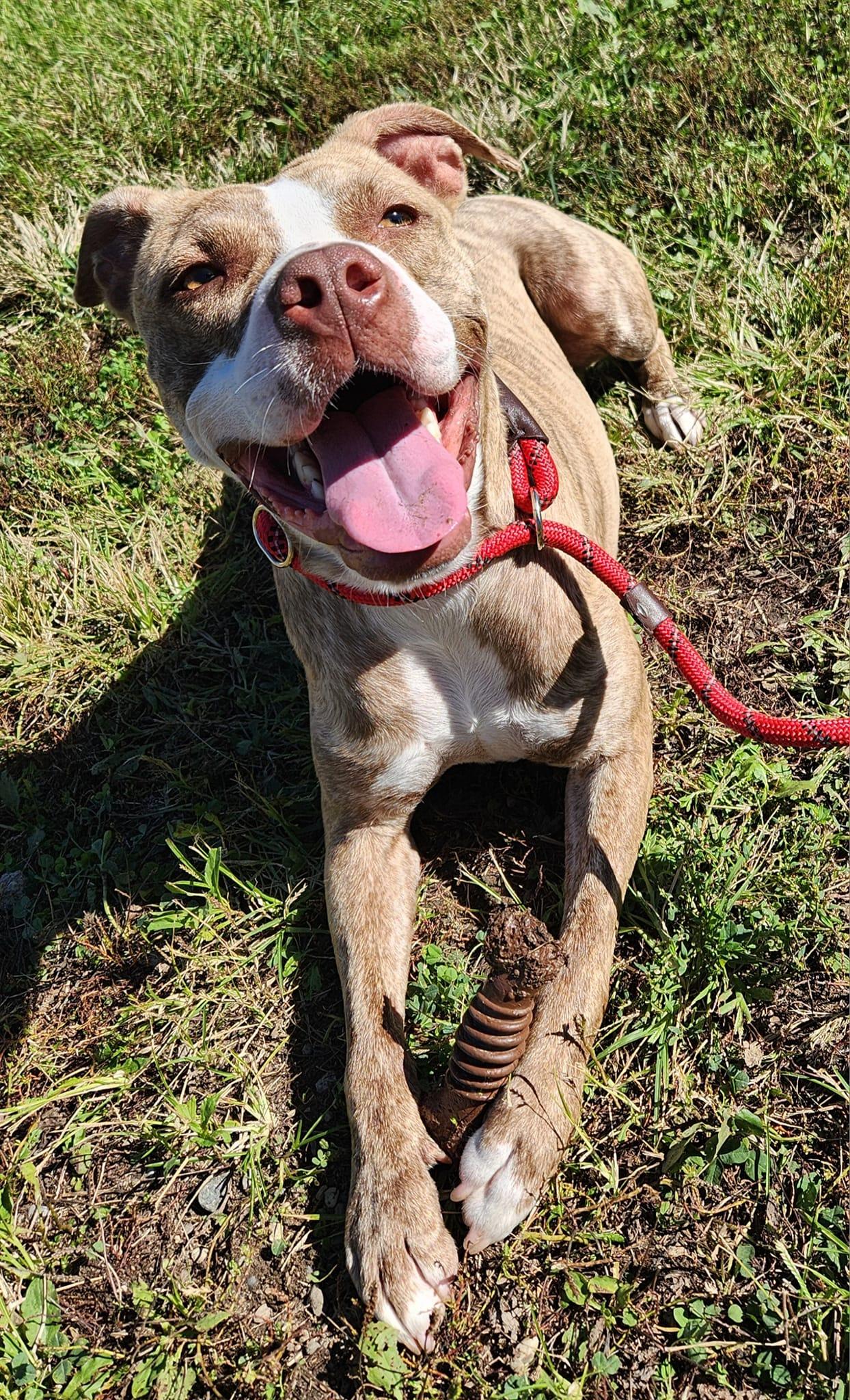 Rose- Needs a foster/forever home! — thumbnail 2