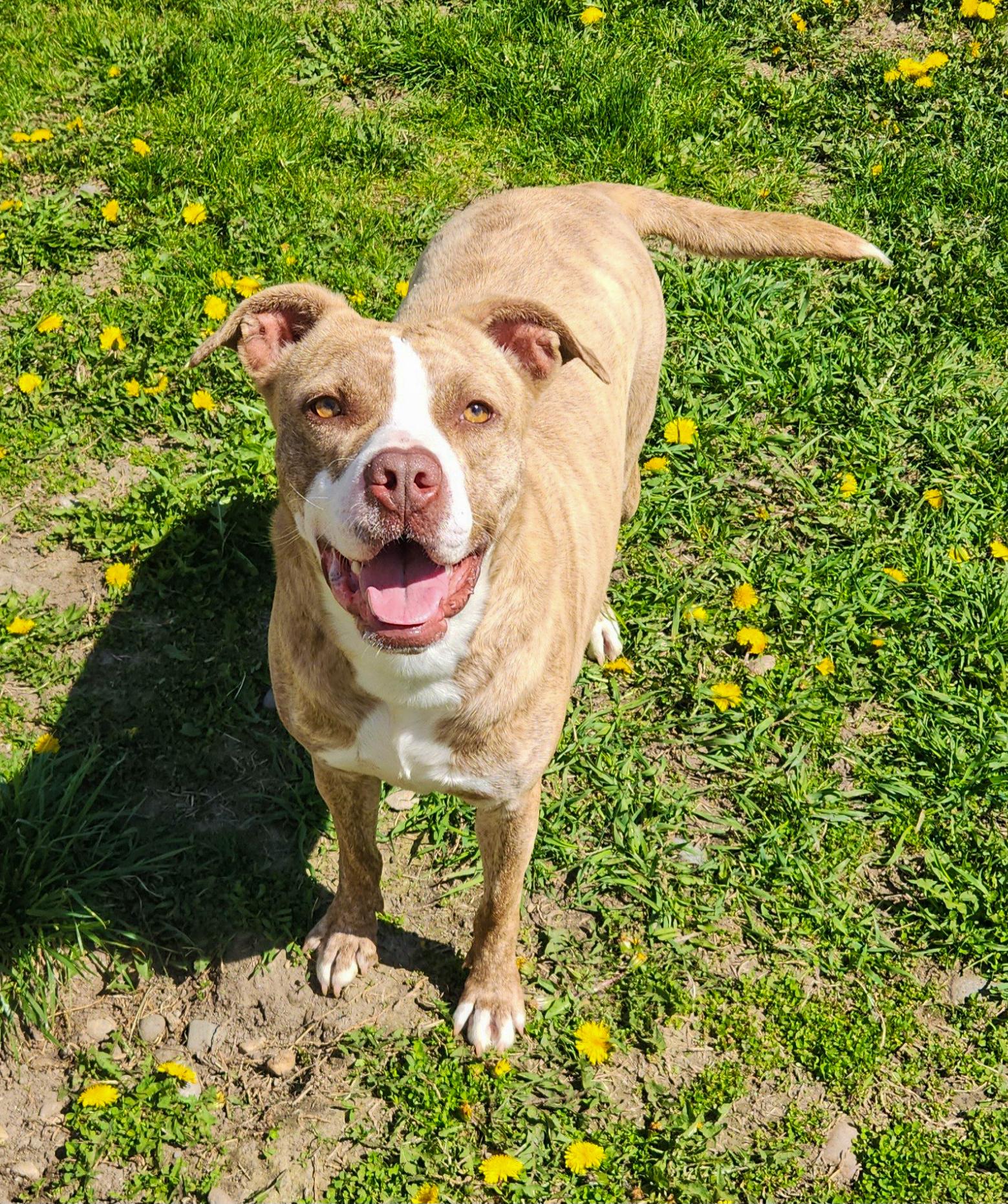 Rose- Needs a foster/forever home! — thumbnail 3