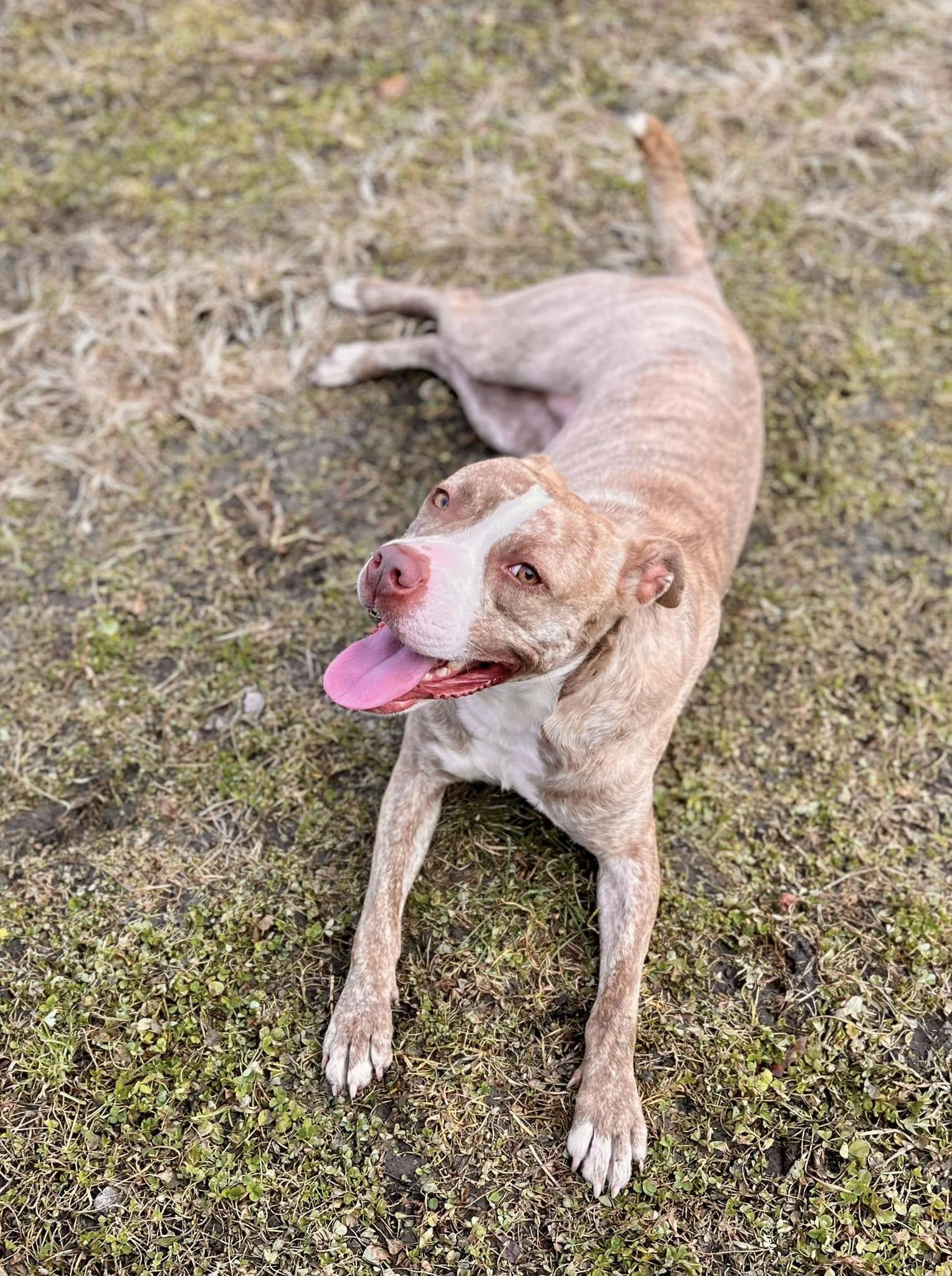 Rose- Needs a foster/forever home! — thumbnail 4