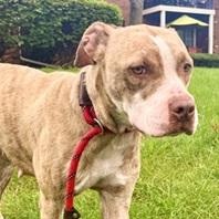 Rose- Needs a foster/forever home!