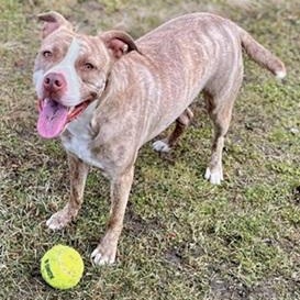 Rose- Needs a foster/forever home!