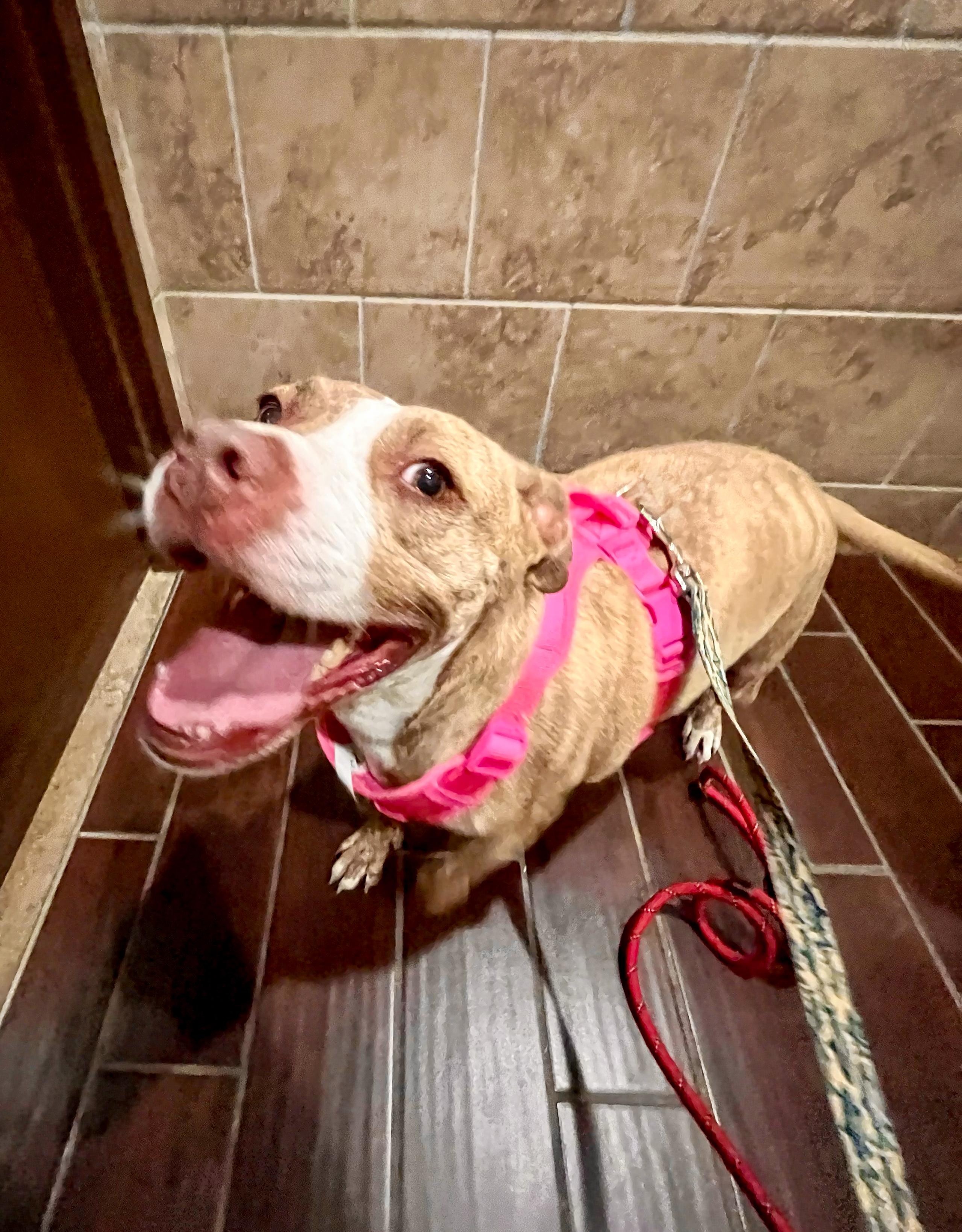 Rose- Needs a foster/forever home! — thumbnail 5