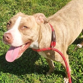 Rose- Needs a foster/forever home!