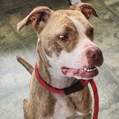 Rose- Needs a foster/forever home!