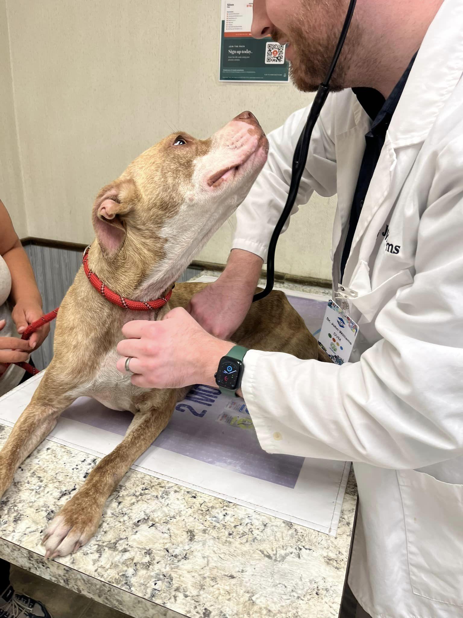 Rose- Needs a foster/forever home! — thumbnail 6