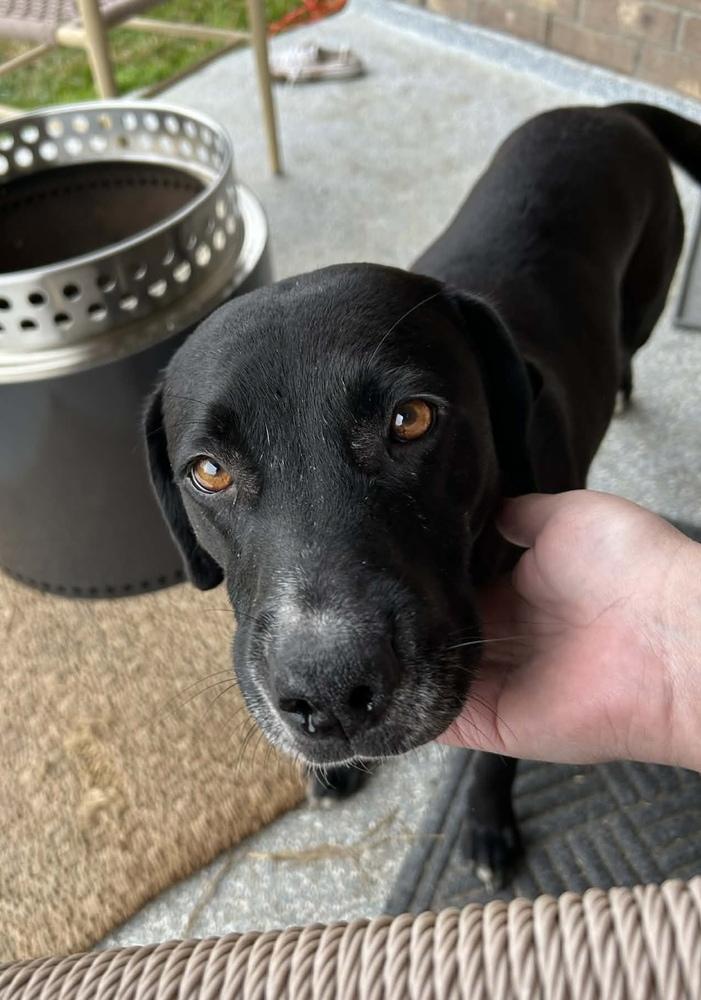 Enlarge Ahcan / Mabel, a Adoptable mixed breed in Broomfield, CO image 1/6