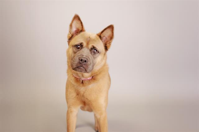 Enlarge COOKIE, a Adoptable mixed breed in Belleville, IL image 1/1