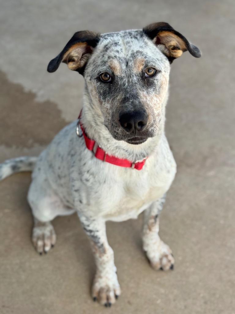 Enlarge Bella (Cindy Lou), a Adoptable Cattle Dog in Canyon Lake, TX image 2/5