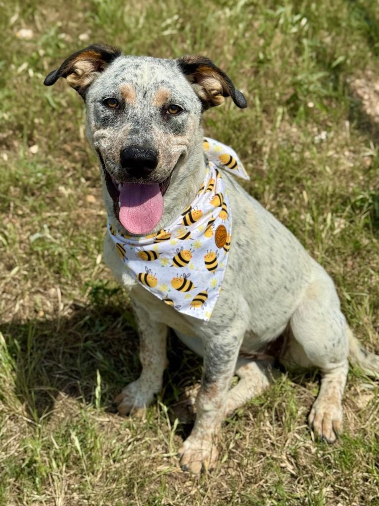Enlarge Bella (Cindy Lou), a Adoptable Cattle Dog in Canyon Lake, TX image 3/5