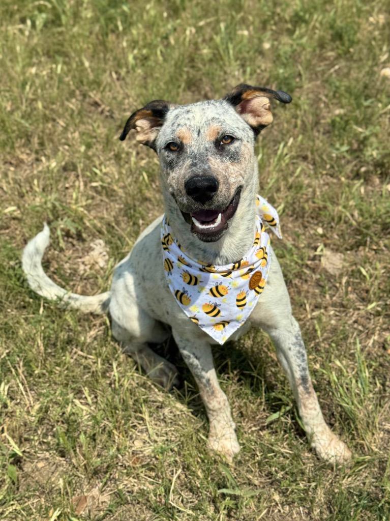 Enlarge Bella (Cindy Lou), a Adoptable Cattle Dog in Canyon Lake, TX image 4/5