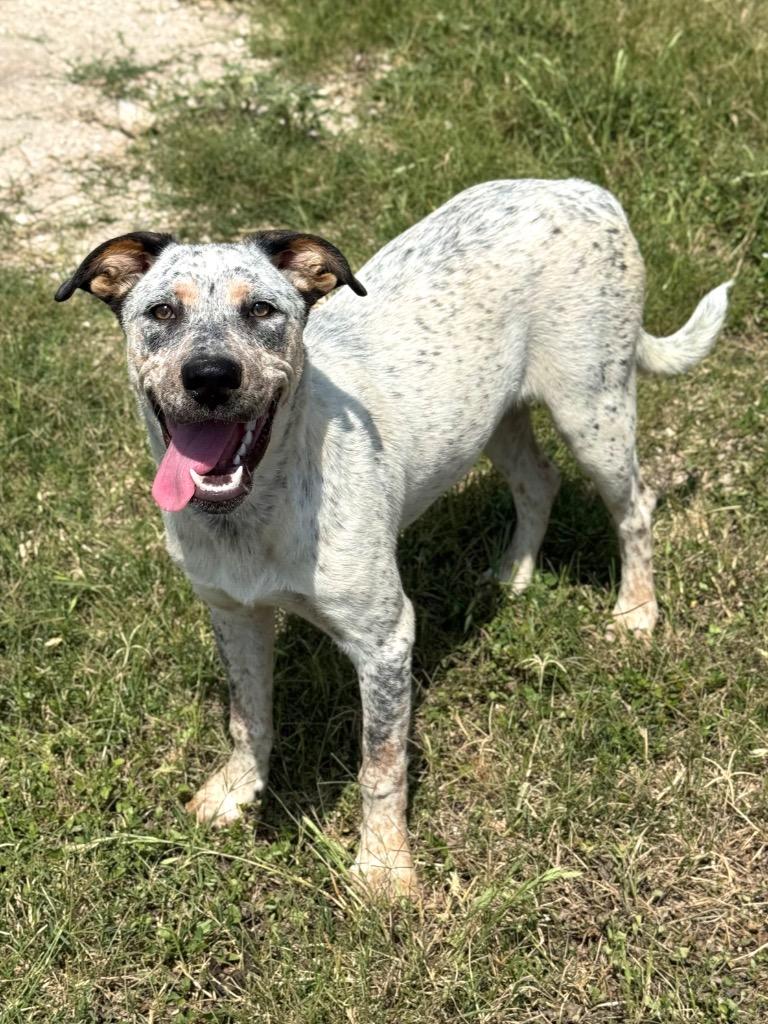 Enlarge Bella (Cindy Lou), a Adoptable Cattle Dog in Canyon Lake, TX image 5/5