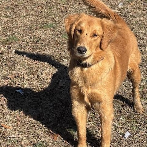Mookie, a ADOPTABLE Golden Retriever in Port Elizabeth, NJ image 1/2